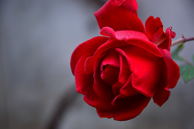 What does the rose represent with God?