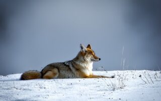 What does seeing a coyote symbolize?
