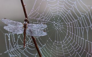 What God is associated with dragonflies?