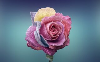 What does the rose symbolize spiritually?