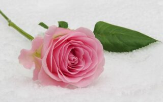 Biblical Meaning of the Name Langston