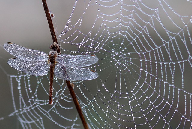 What does it mean when a dragonfly visits someone from heaven?