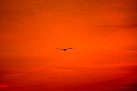 The Biblical Meaning of Seeing a Hawk