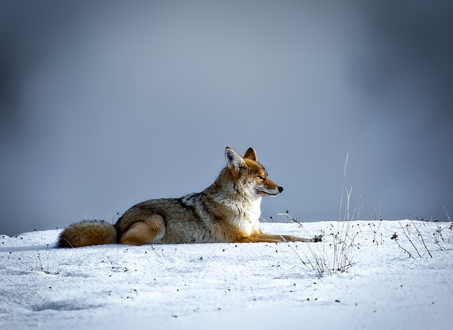 Are coyotes sacred?