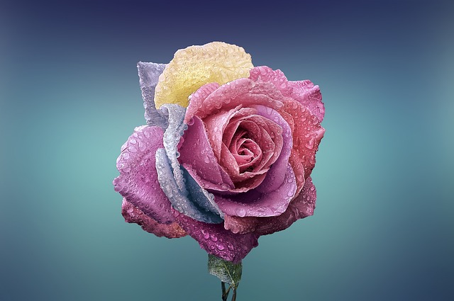 What does the rose symbolize spiritually?