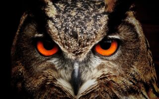 What does it mean when a bird visits you?