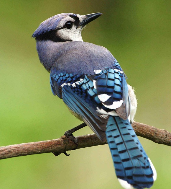 What Does a Blue Jay Symbolize in the Bible