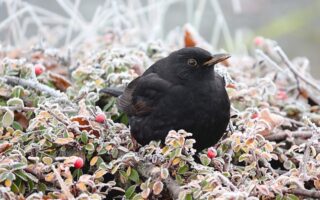 Meaning of Black Feather in the Bible