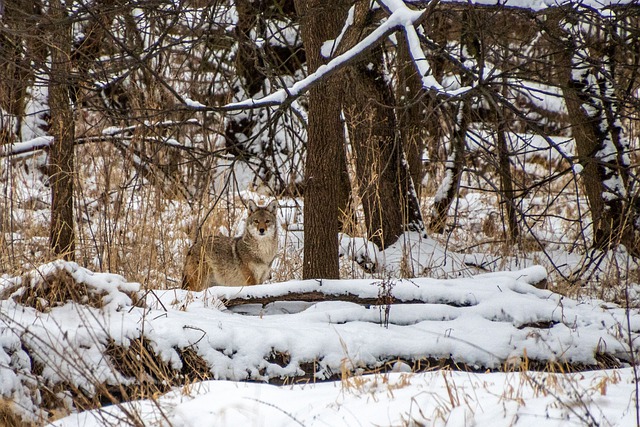 Is it bad to see a coyote?