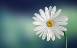 Biblical Meaning of the Name Daisy