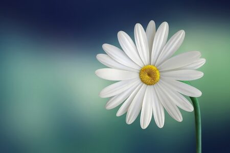 Biblical Meaning of the Name Daisy