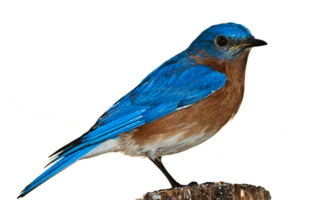Where in the Bible does it talk about bluebirds?