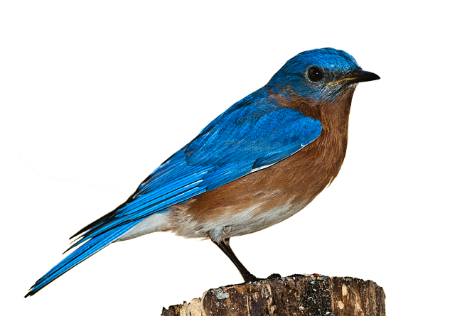 Where in the Bible does it talk about bluebirds?