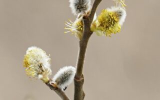 Biblical Meaning of the Name Willow