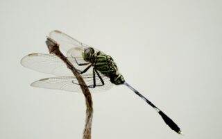 What does a dragonfly symbolize biblically?