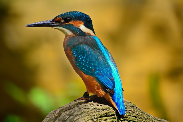 Can birds sense your energy?