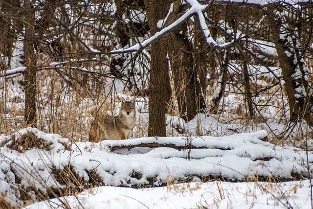 What does seeing a coyote symbolize?