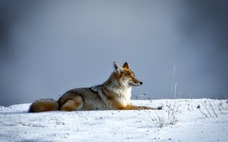 What kind of omen is a coyote?