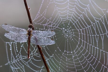 What is the divine meaning of dragonflies?
