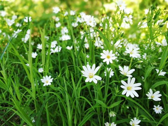 Meaning of the name Sommar (General and Biblical)
