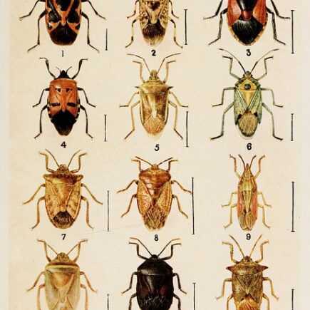 Meaning of the name Maxwell (General and Biblical)