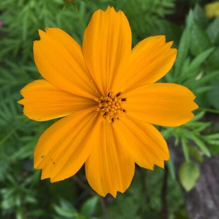 Meaning of the name Winsome (General and Biblical)