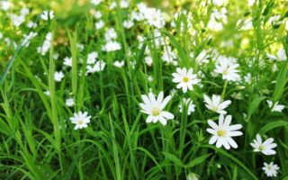 Meaning of the name Sommar (General and Biblical)