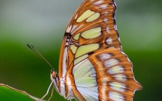 Meaning of the name Malachite (General and Biblical)