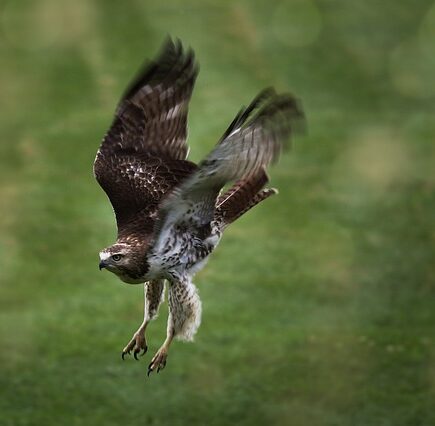 Meaning of the name Talon (General and Biblical)