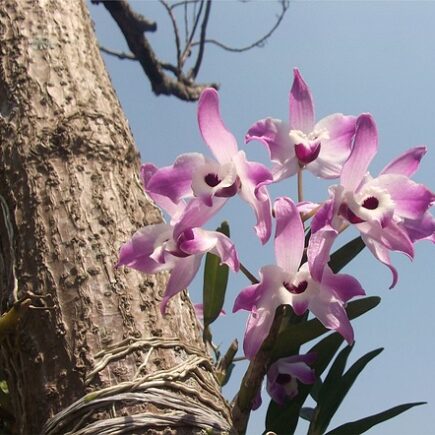 Meaning of the name Suzana (General and Biblical)