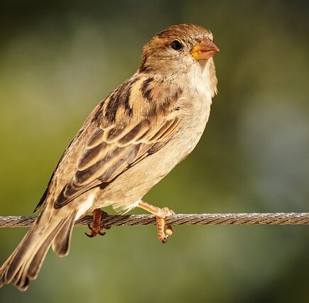 Meaning of the name Sparrow (General and Biblical)