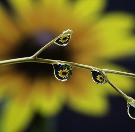 Meaning of the name Purity (General and Biblical)