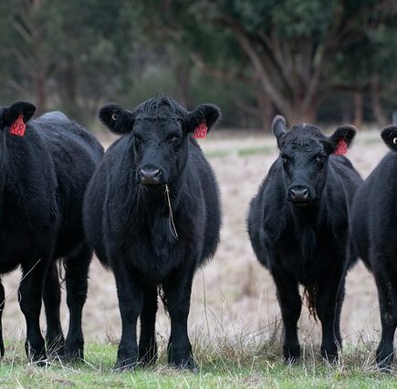 Meaning of the name Angus (General and Biblical)