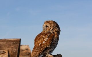 Meaning of the name Tawnie (General and Biblical)
