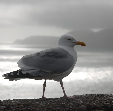 Meaning of the name Mallin (General and Biblical)