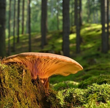 Meaning of the name Summer (General and Biblical)