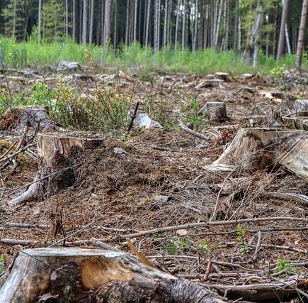 Meaning of the name Roden (General and Biblical)