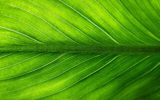 Meaning of the name Green (General and Biblical)
