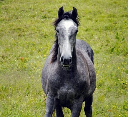 Meaning of the name Roan (General and Biblical)