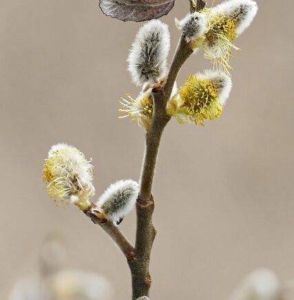 Meaning of the name Willow (General and Biblical)