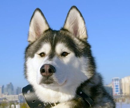 Meaning of the name Dustin (General and Biblical)