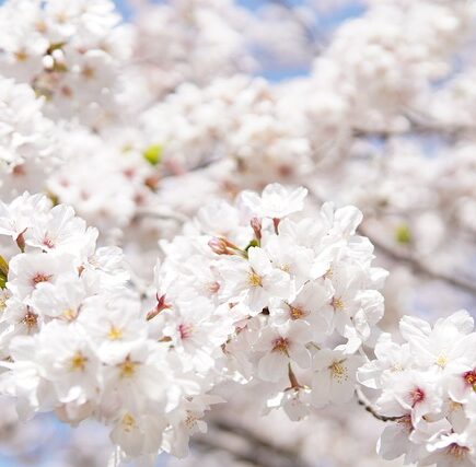 Meaning of the name Saga (General and Biblical)