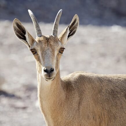 What The Bible Says About Supporting Israel