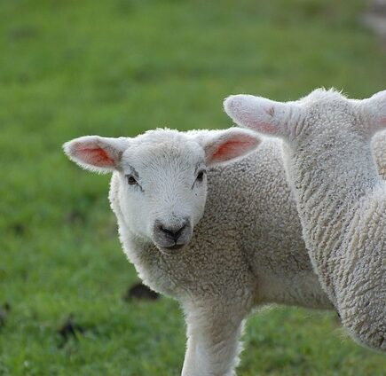 How Can Christians Celebrate Passover