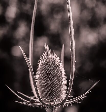 Meaning of the name Thistle (General and Biblical)