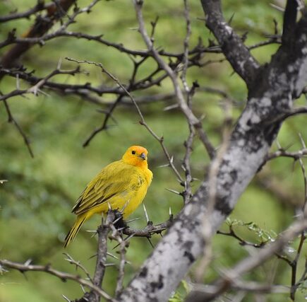 Meaning of the name Saffron (General and Biblical)