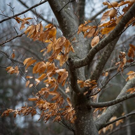 Meaning of the name Rowley (General and Biblical)