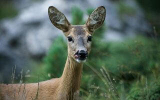Meaning of the name Roe (General and Biblical)