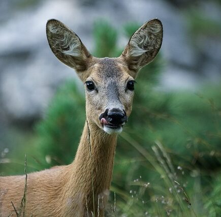 Meaning of the name Roe (General and Biblical)