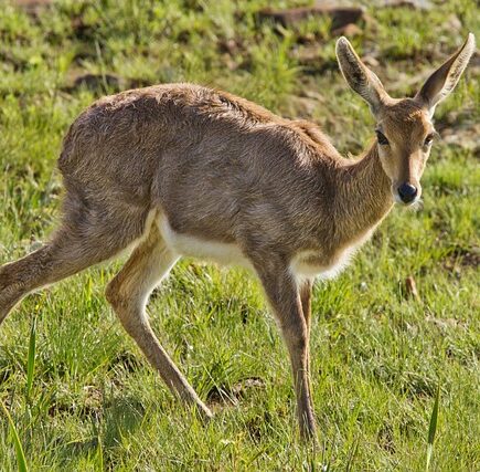 Meaning of the name Pelleas (General and Biblical)